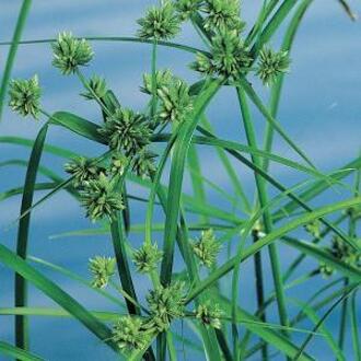 Moerings waterplanten Cyperus alternifolius
