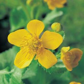 Moerings waterplanten Dotterbloem (Caltha palustris) moerasplant (6-stuks)