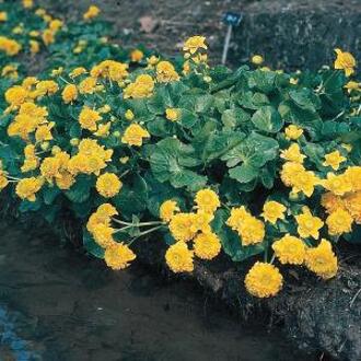 Moerings waterplanten Dubbele dotterbloem (Caltha palustris “multiplex”) moerasplant (6-stuks)