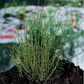 Moerings waterplanten Dwergholpijp (Equisetum scirpoides) moerasplant (6-stuks)