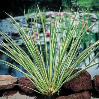 Moerings waterplanten Dwergkalmoes (Acorus gramineus) moerasplant (6-stuks)