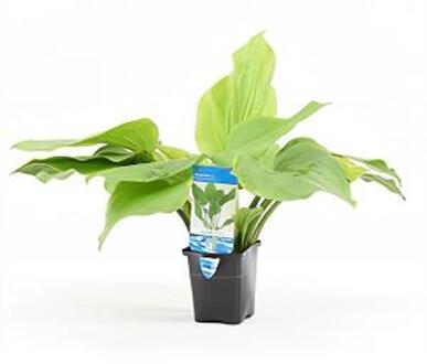 Moerings waterplanten Echinodorus argentinensis
 - aquarium plant