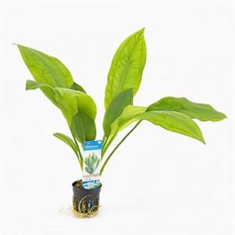 Moerings waterplanten Echinodorus bleheri - 6 stuks - aquarium plant