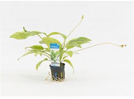 Moerings waterplanten Echinodorus cordifolius marble queen - 6 stuks - aquarium plant