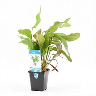 Moerings waterplanten Echinodorus impaii - aquarium plant