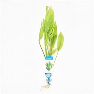 Moerings waterplanten Echinodorus paniculatus - 10 stuks - aquarium plant