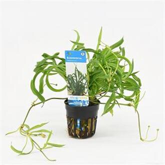 Moerings waterplanten Echinodorus vesuvius
 - 6 stuks - aquarium plant