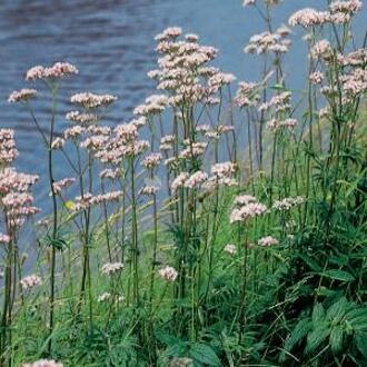 Moerings waterplanten Echte valeriaan (Valeriana officinalis) moerasplant (6-stuks)