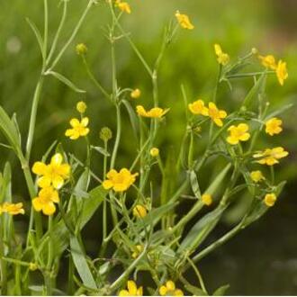 Moerings waterplanten Egelboterbloem (Ranunculus flammula) moerasplant (6-stuks)