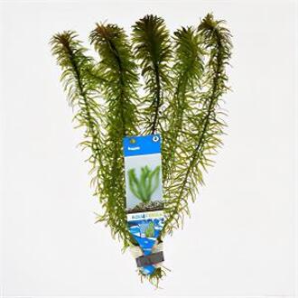 Moerings waterplanten Egeria densa - 10 stuks - aquarium plant