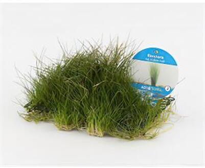Moerings waterplanten Eleocharis grasop op matje - 3 stuks - aquarium plant