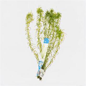 Moerings waterplanten Elodea canadensis - 10 stuks - aquarium plant