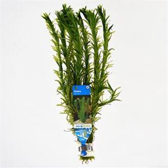 Moerings waterplanten Elodea densa - 10 stuks - aquarium plant