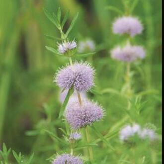 Moerings waterplanten Engelse watermunt (Preslia cervina) moerasplant (6-stuks)