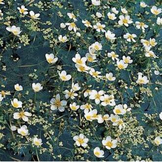 Moerings waterplanten Fijne waterranonkel (Ranunculus aquatilis) zuurstofplant (10-stuks)