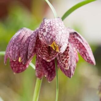 Moerings waterplanten Fritillaria meleagris