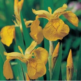 Moerings waterplanten Gele Lis Iris Pseudacorus - 4 stuks + Aqua Set - Winterharde Vijverplanten - Van der Velde Waterplanten