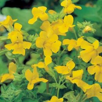 Moerings waterplanten Gele maskerbloem (Mimulus luteus) moerasplant (6-stuks)