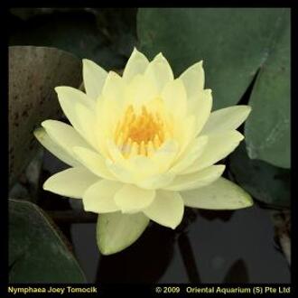 Moerings waterplanten Gele waterlelie (Nymphaea Joey Tomocik) waterlelie (6-stuks)