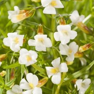 Moerings waterplanten Genadekruid (Gratiola officinalis) moerasplant (6-stuks)