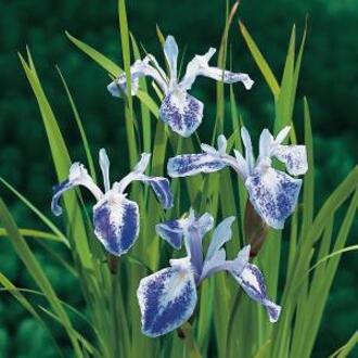 Moerings waterplanten Gevlekte Japanse iris (Iris laevigata “Mottled Beauty”) moerasplant (6-stuks)