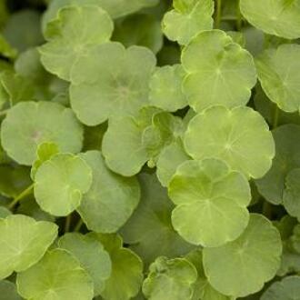 Moerings waterplanten Gewone waternavel (Hydrocotyle vulgaris) zuurstofplant (6-stuks)