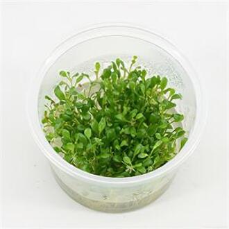 Moerings waterplanten Glossostigma elatinoides - 3 stuks - aquarium plant