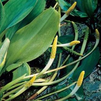 Moerings waterplanten Goudknots (Orontium aquaticum) moerasplant (6-stuks)