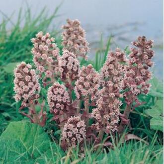 Moerings waterplanten Groot hoefblad (Petasites hybridus) moerasplant (6-stuks)