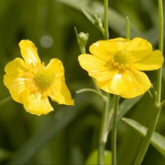 Moerings waterplanten Grote boterbloem (Ranunculus lingua) moerasplant (6-stuks)