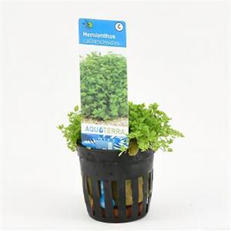 Moerings waterplanten Hemianthus callitrichoides - 6 stuks - aquarium plant