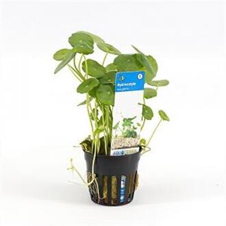 Moerings waterplanten Hydrocotyle vulgaris
 - 6 stuks - aquarium plant