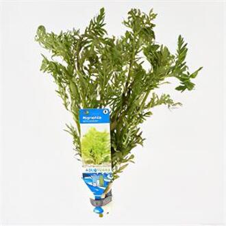 Moerings waterplanten Hygrophila difformis - 10 stuks - aquarium plant
