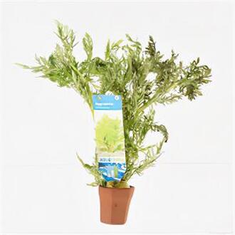 Moerings waterplanten Hygrophila difformis - 10 stuks - aquarium plant