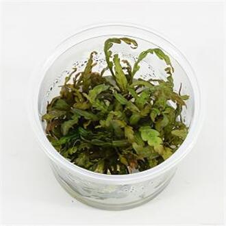 Moerings waterplanten Hygrophila pinnatifida - 3 stuks - aquarium plant