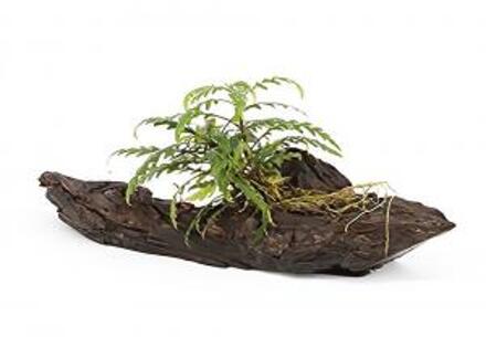 Moerings waterplanten Hygrophila pinnatifida - op drijfhout - aquarium plant