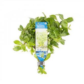 Moerings waterplanten Hygrophila polysperma - 10 stuks - aquarium plant