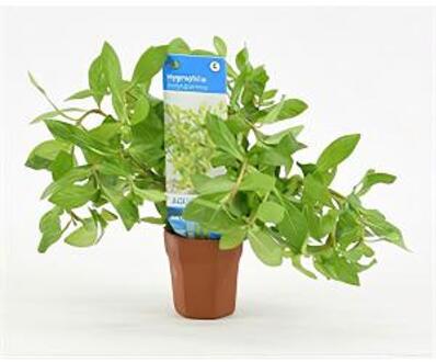 Moerings waterplanten Hygrophila polysperma - 10 stuks - aquarium plant