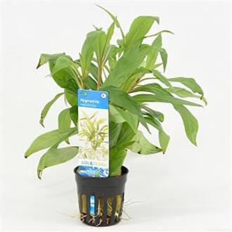 Moerings waterplanten Hygrophila salicifolia - 6 stuks - aquarium plant