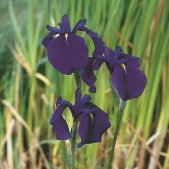 Moerings waterplanten Japanse iris (Iris ensata) moerasplant (6-stuks)
