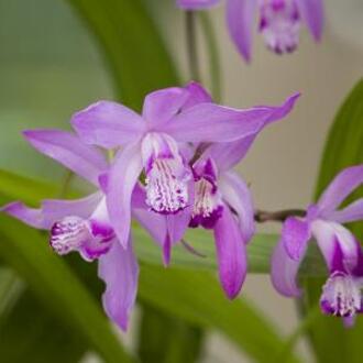 Moerings waterplanten Japanse orchidee (Bletilla striata) moerasplant (6-stuks)