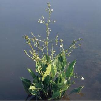 Moerings waterplanten Kalmoes Acorus Calamus Variagatus - 4 + Aqua Set - Winterharde Vijverplanten - Van der Velde Waterplanten