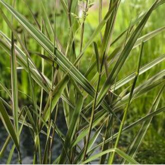 Moerings waterplanten Kanariegras (Phalaris arundinacea “Picta”) moerasplant (6-stuks)