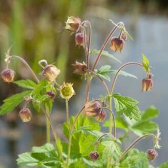 Moerings waterplanten Knikkend nagelkruid (Geum rivale) moerasplant (6-stuks)