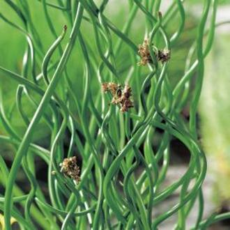 Moerings waterplanten Krulpitrus (Juncus effusus “spiralis”) moerasplant (6-stuks)
