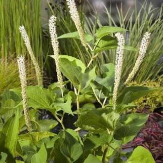 Moerings waterplanten Leids plantje (Saururus cernuus) moerasplant (6-stuks)