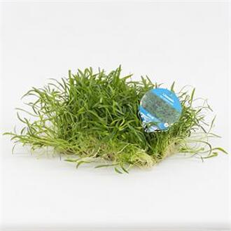 Moerings waterplanten Lilaeopsis novae-zelandiae op matje - 3 stuks - aquarium plant