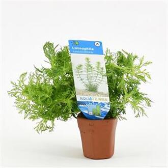 Moerings waterplanten Limnophila sessiliflora - 10 stuks - aquarium plant