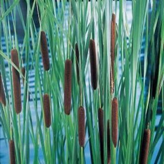 Moerings waterplanten Lisdodde (Typha laxmannii) moerasplant (6-stuks)