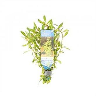 Moerings waterplanten Ludwigia arcuata
 - 10 stuks - aquarium plant